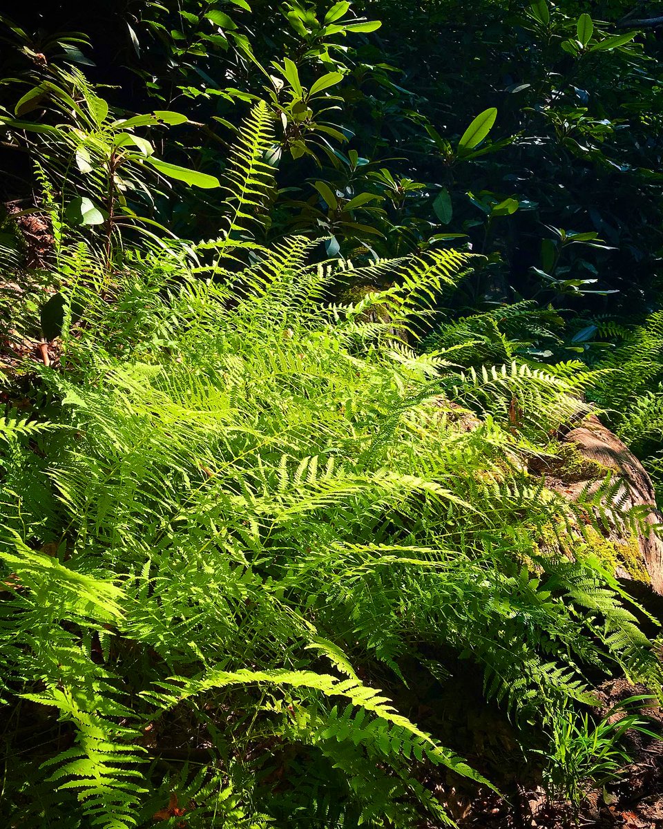 They_Adventure's tweet photo. 📍Red River Gorge, KY
#rrg #kentucky #hiking #redrivergorge https://t.co/WW9NbGS3v0