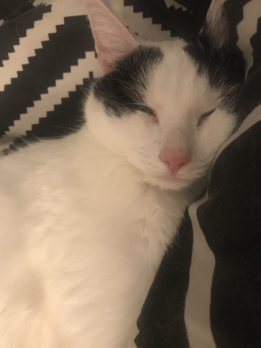 lohensex's tweet photo. i love my cat. everyone should love him too. #loveforlouis https://t.co/HubWiu3vPV