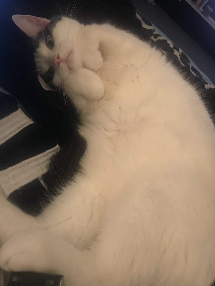 lohensex's tweet photo. i love my cat. everyone should love him too. #loveforlouis https://t.co/HubWiu3vPV