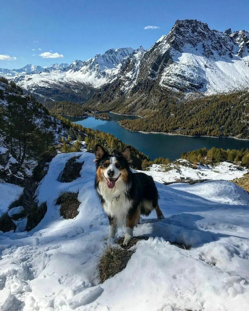 ig_piemonte's tweet photo. presenta
🐕 Ettore al Grande Est di
📍#Devero
AUTORE @giacomotecchiodj
LOCAL MANAGER @ossola_in_cammino
TAG #igverbania #verbania #ig_verbania
MAIL piemonte@igworldclub.it
SOCIAL
• https://t.co/e3pQ6zcRUA
• Twitter @ig_piemonte
HUB @igworldclu… https://t.co/L9NkZnYiYz https://t.co/U63CwDC7qX