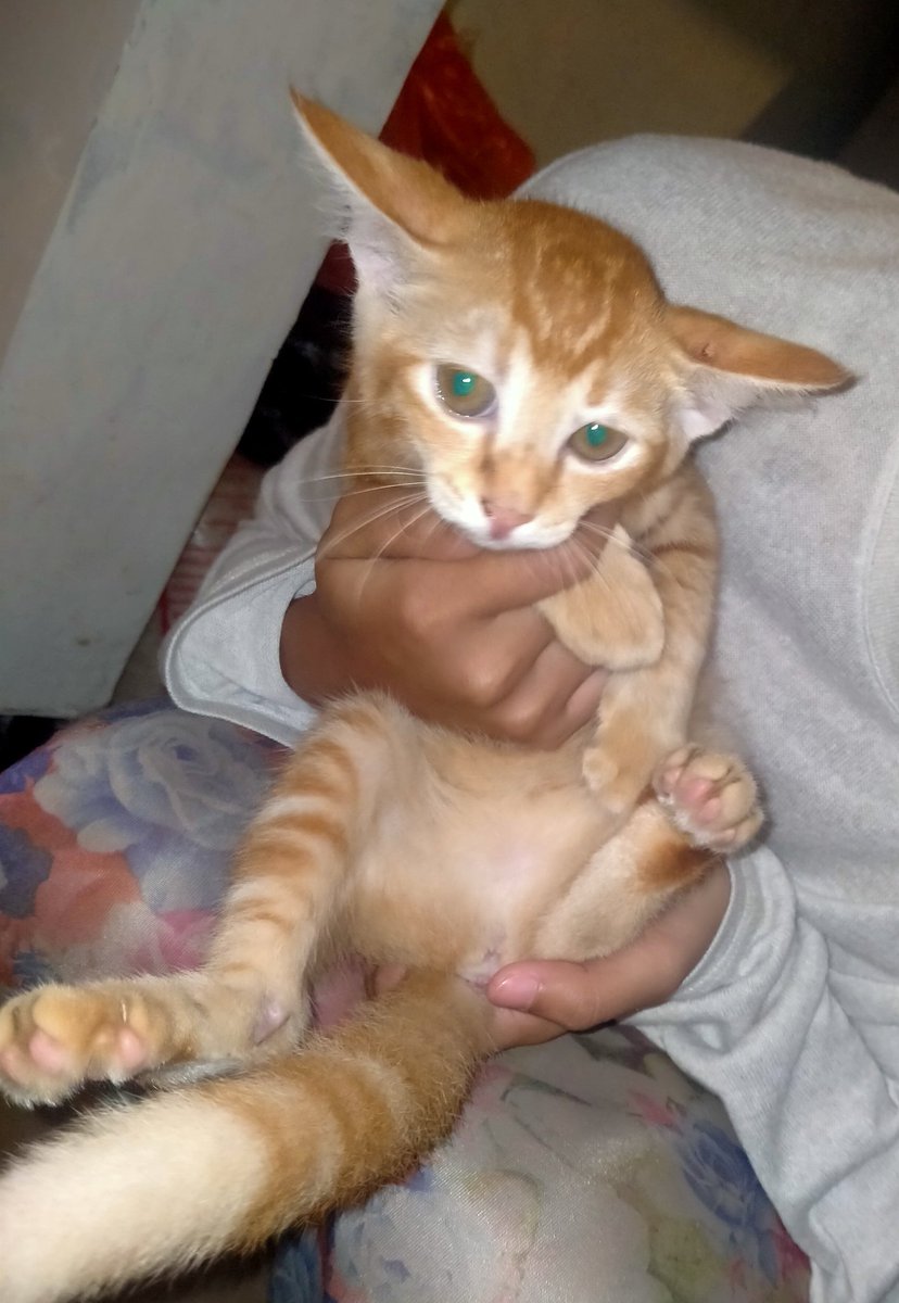 lostinhan's tweet photo. please bantu rt! #OpenAdopt kucing.

saudara aku ada open adopsi kucing, karena udah terlalu banyak. domisili tangerang, cipondoh.

yang mau bisa dm aja yaaa https://t.co/VJ5TxCldYD