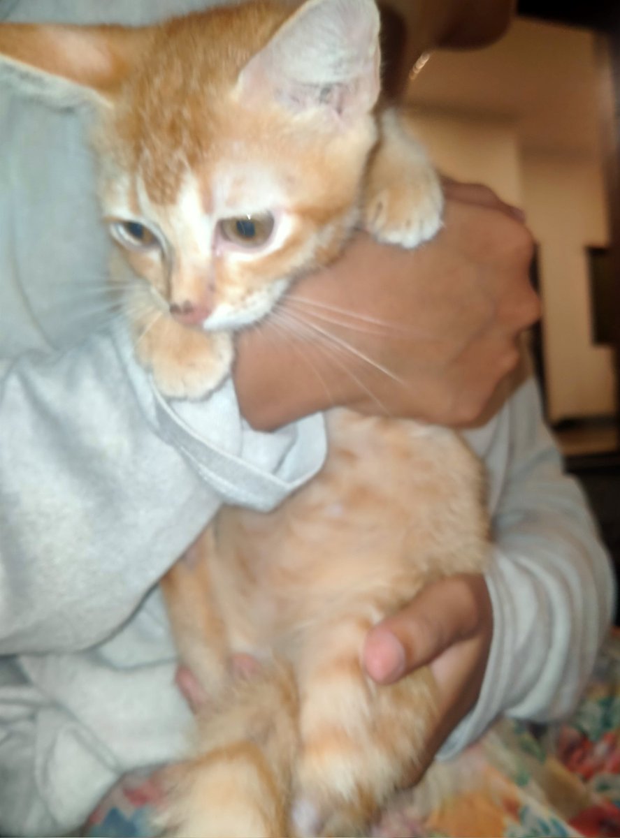 lostinhan's tweet photo. please bantu rt! #OpenAdopt kucing.

saudara aku ada open adopsi kucing, karena udah terlalu banyak. domisili tangerang, cipondoh.

yang mau bisa dm aja yaaa https://t.co/VJ5TxCldYD