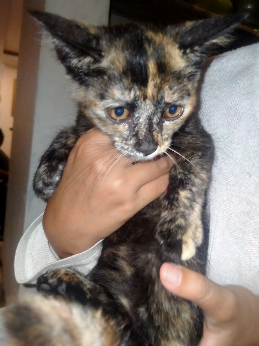 lostinhan's tweet photo. please bantu rt! #OpenAdopt kucing.

saudara aku ada open adopsi kucing, karena udah terlalu banyak. domisili tangerang, cipondoh.

yang mau bisa dm aja yaaa https://t.co/VJ5TxCldYD