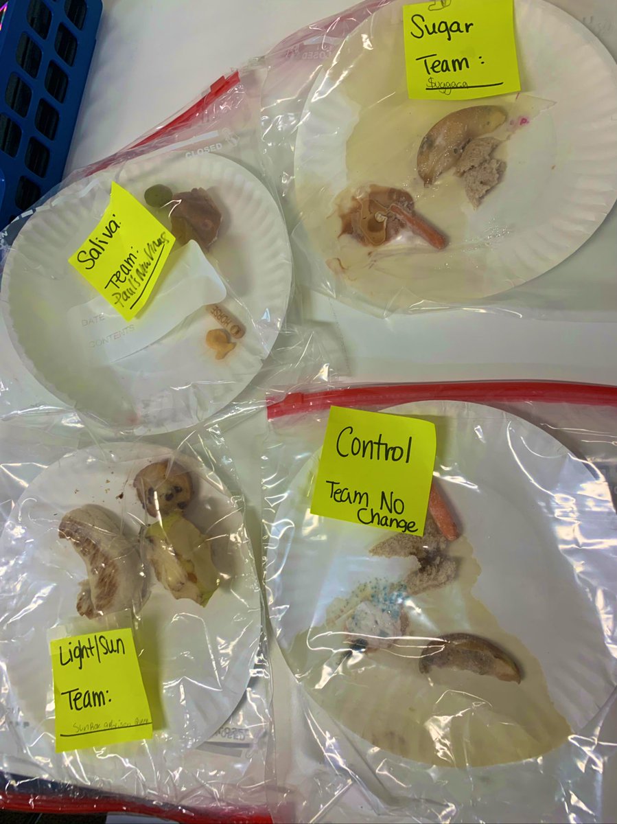 TechTrish's tweet photo. Mold Terrariums Done ✅ Through observation and evidence, Ss reasoned darkness ◼️and salt🧂 kept mold away. Sugar, warmth, and sunlight terrariums produced the most mold. #WeAreChelsea #157cgrows #mold #allforScience https://t.co/tzHDCLSiFK