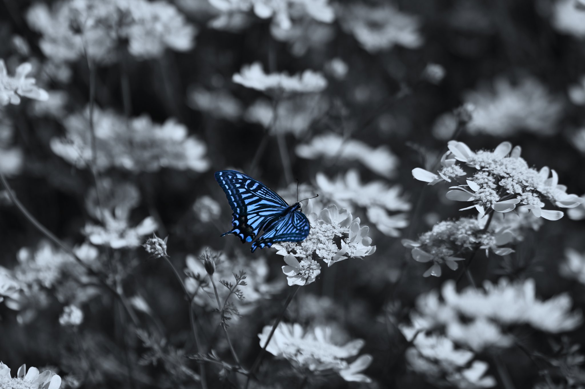 Emsp Photo 蝶 蝶々https T Co Tyswdqaunc Twitter