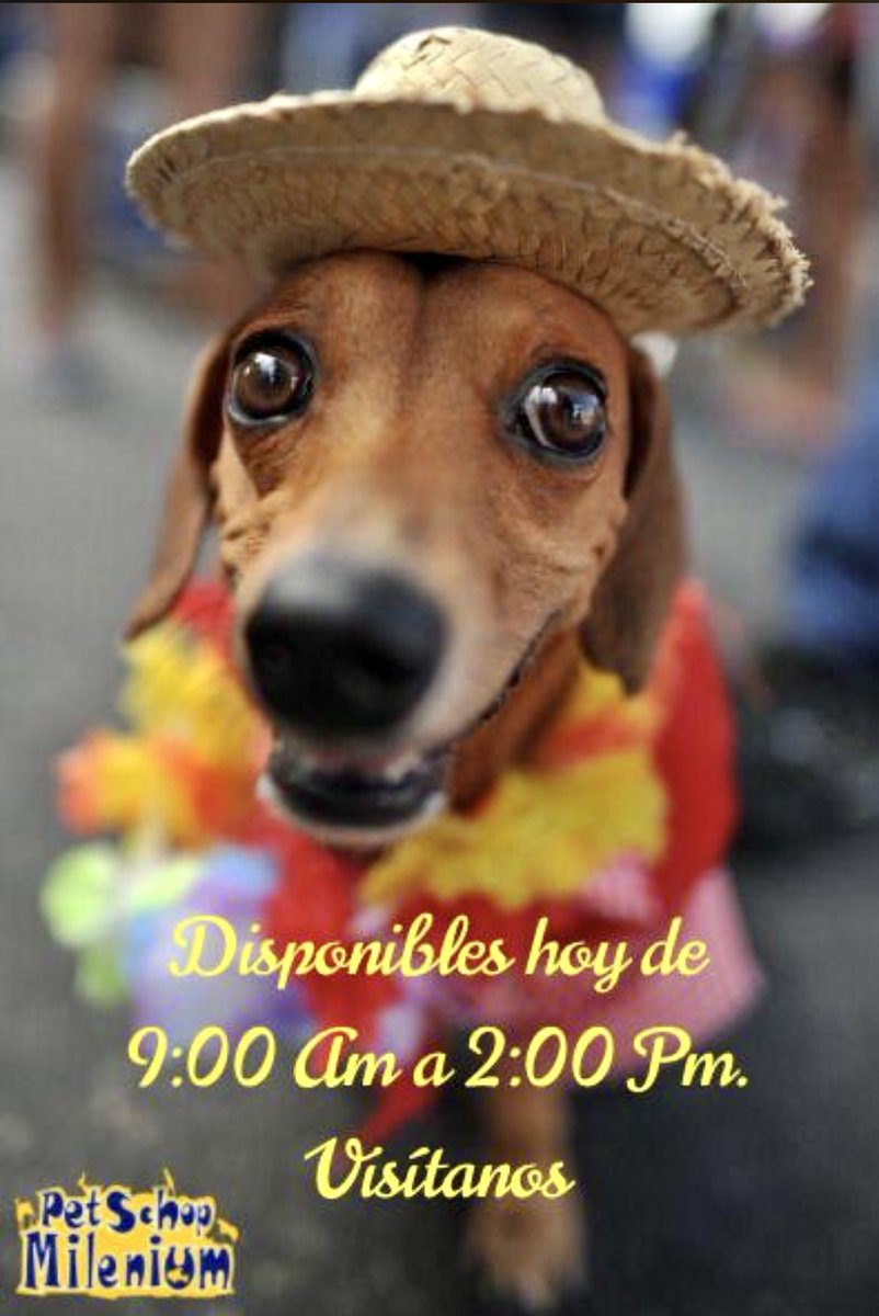 Tienda de Mascotas tweet media