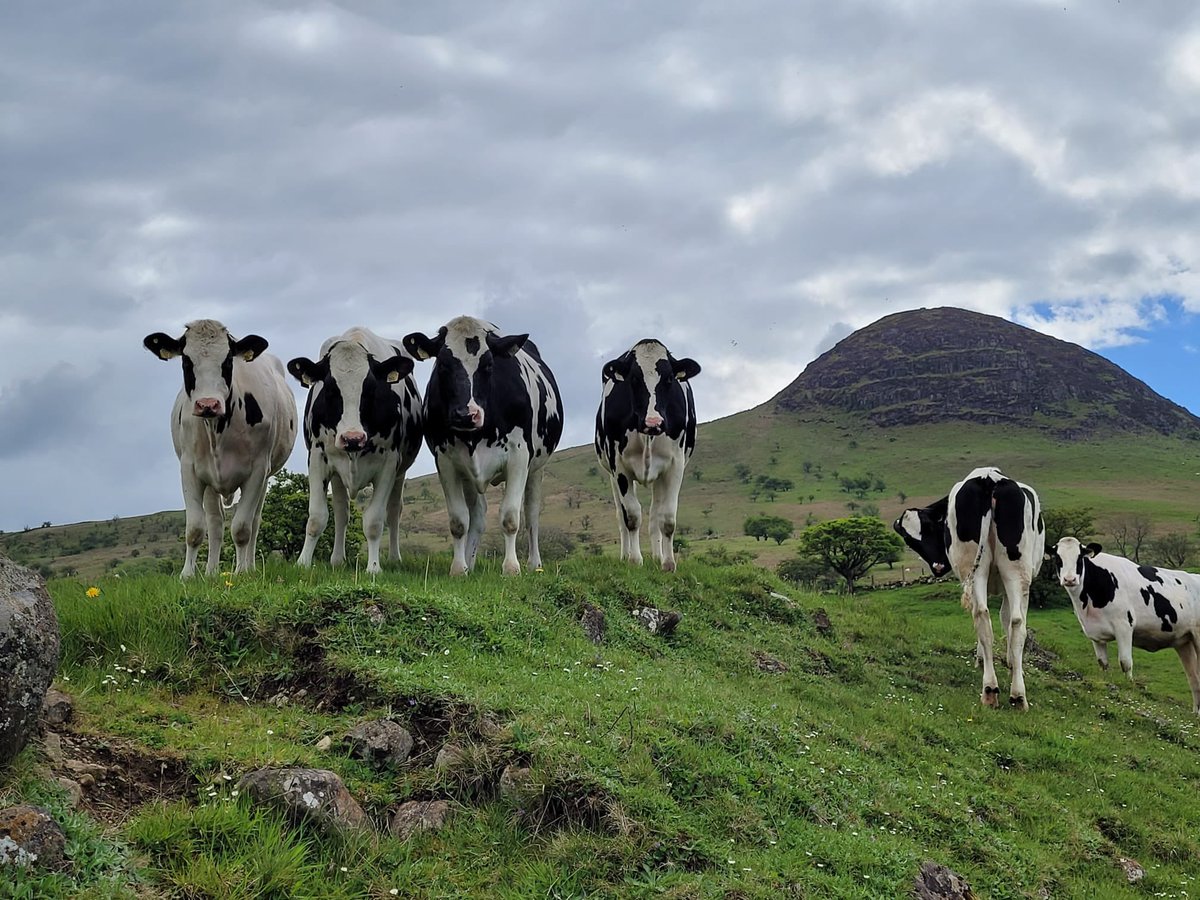 Dunaird Holsteins tweet media