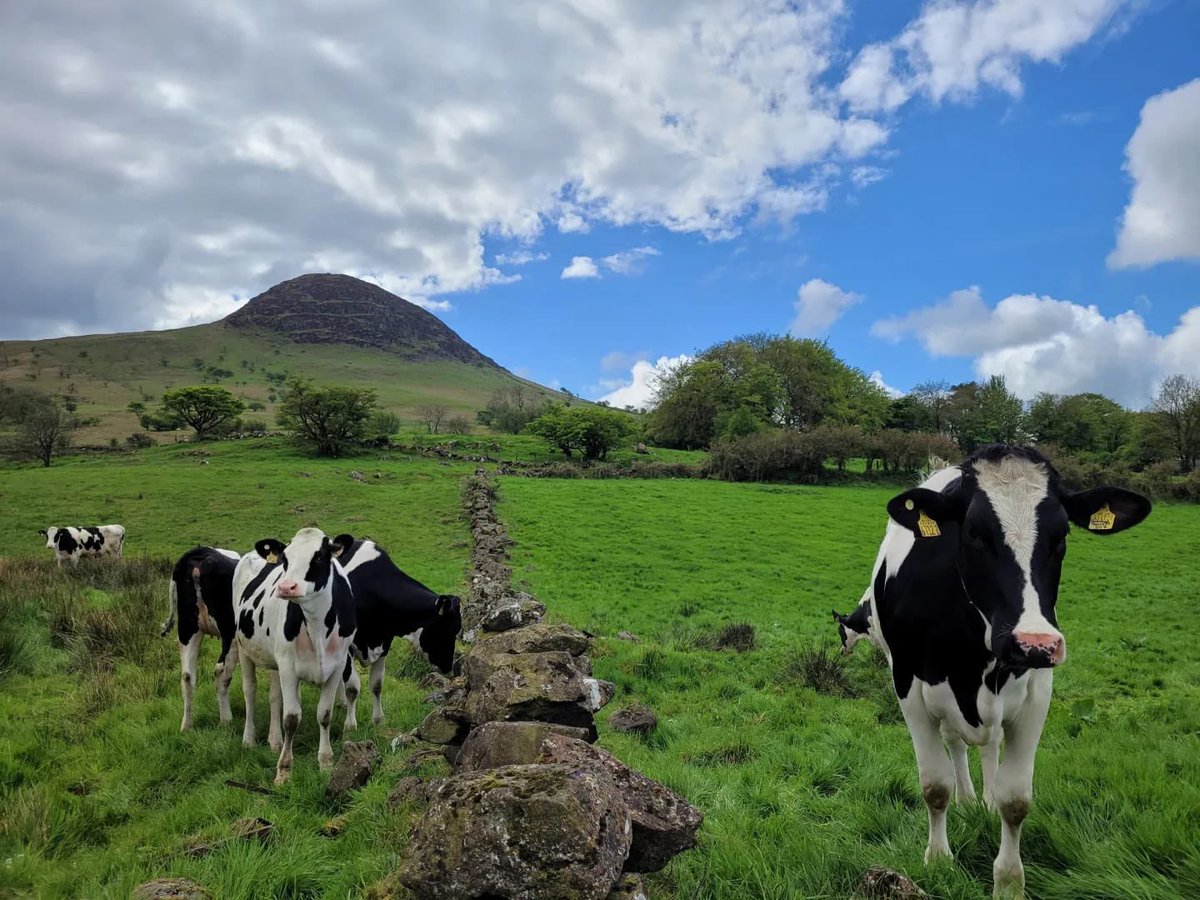 Dunaird Holsteins tweet media