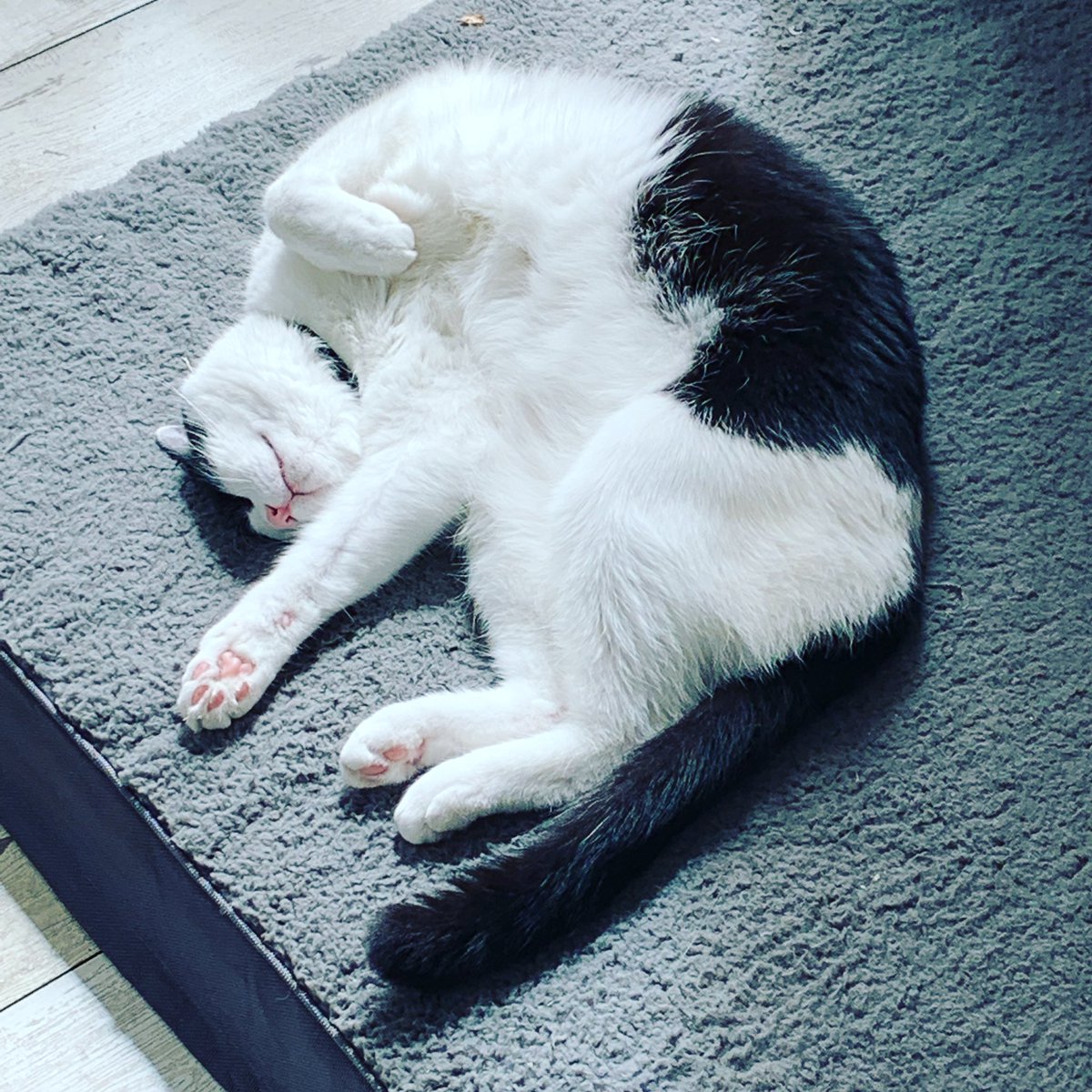 loki_abby's tweet photo. #caturday https://t.co/EGYu6tKuXr