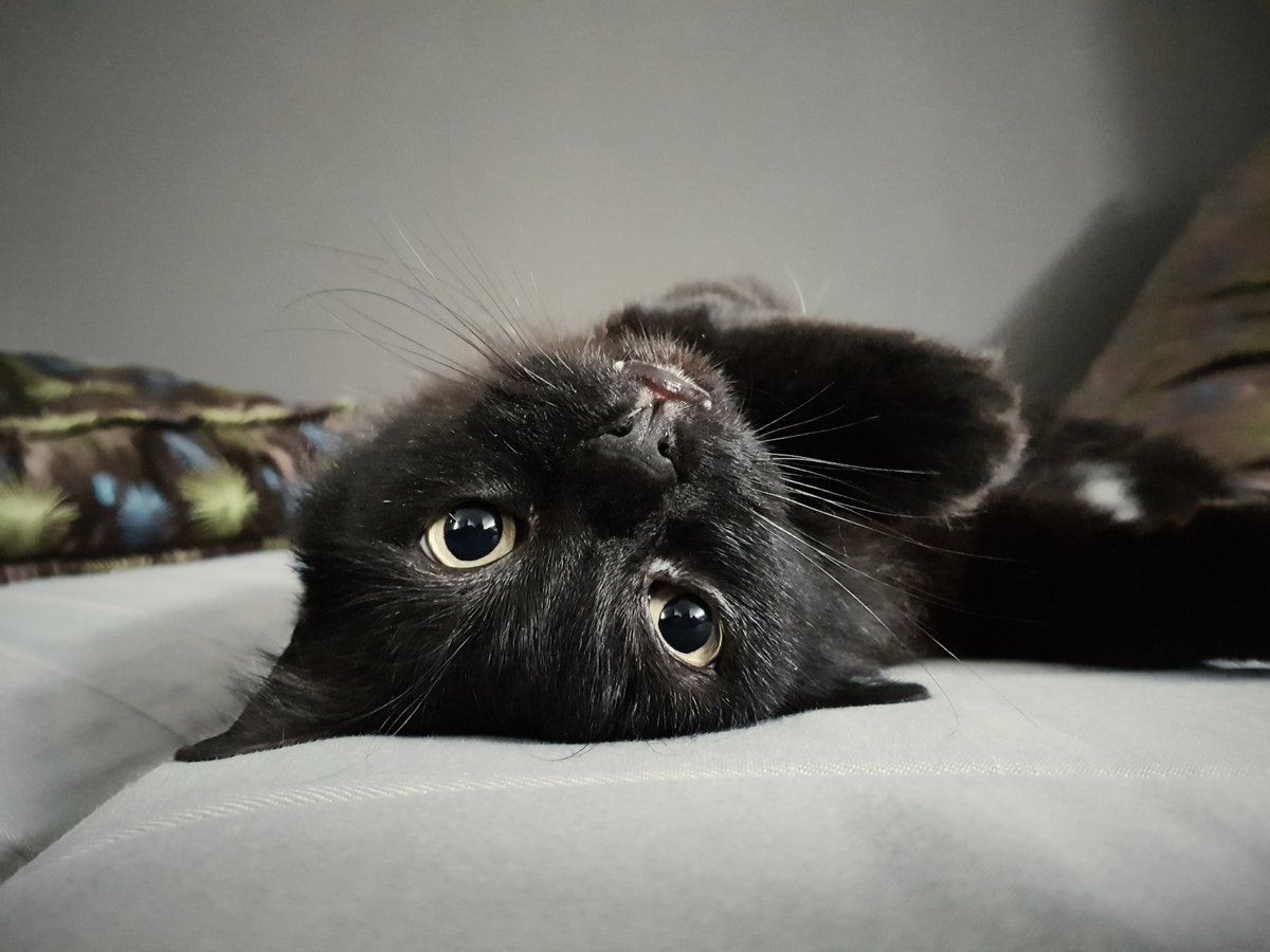 TodoCatWD's tweet photo. Today I felt so much like staying in bed... So I did.
#belikeacat #catsontwitter #catsoftwitter https://t.co/05ph85LDLA