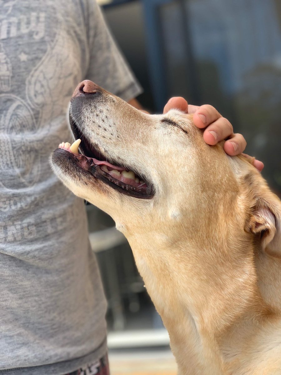 Georamavo's tweet photo. RIP my beautiful girl Chloe, you were always so happy, heaven now has another golden angel. https://t.co/VuHecWDEEY