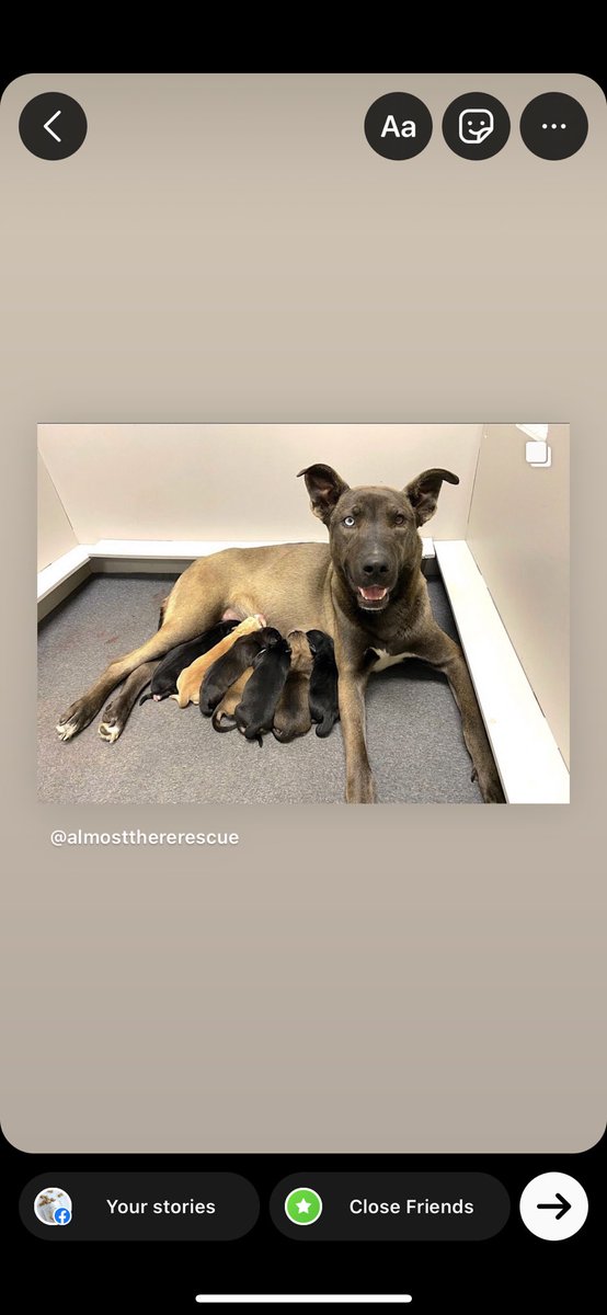 botanical_bones's tweet photo. Celebrating the mama dogs this Mother’s Day weekend with our rescue partner Almost There Rescue $1 for every bag of treats sold supports their mission #RescueDogs #dogsoftwitter https://t.co/yTiB7tbTQv