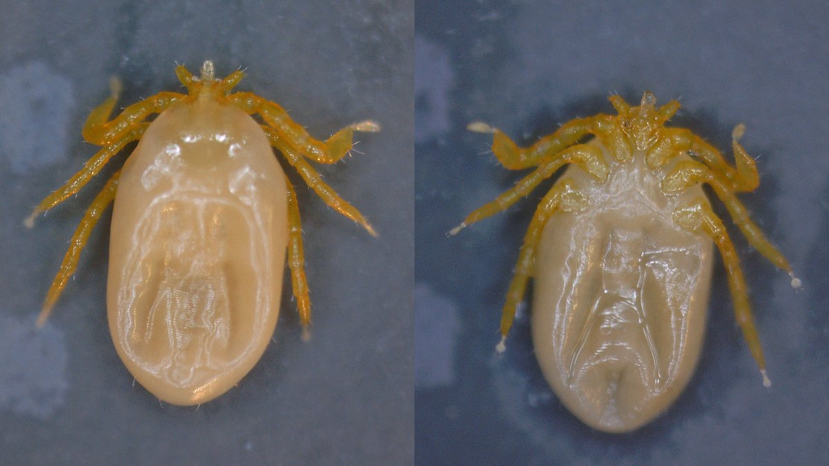 GerrutN's tweet image. Something one does not see every day, the larva of the endangered platypus tick (Ixodes ornithorhynchi) @Flinders
