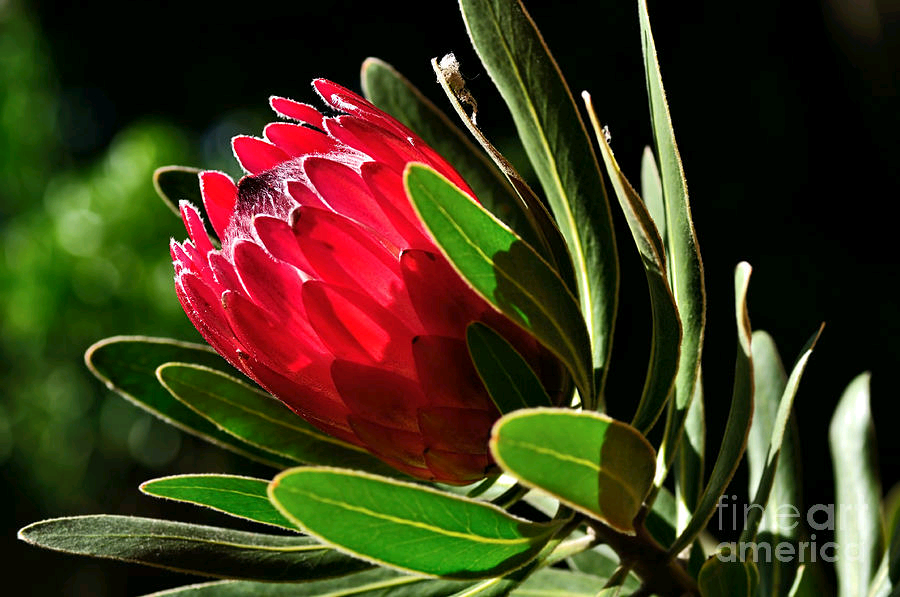 KayeMenner's tweet photo. #Sunfilled #Protea by Kaye Menner #prints #lovely #products at https://t.co/ayAb4oMXyR https://t.co/aFkc11AdVM