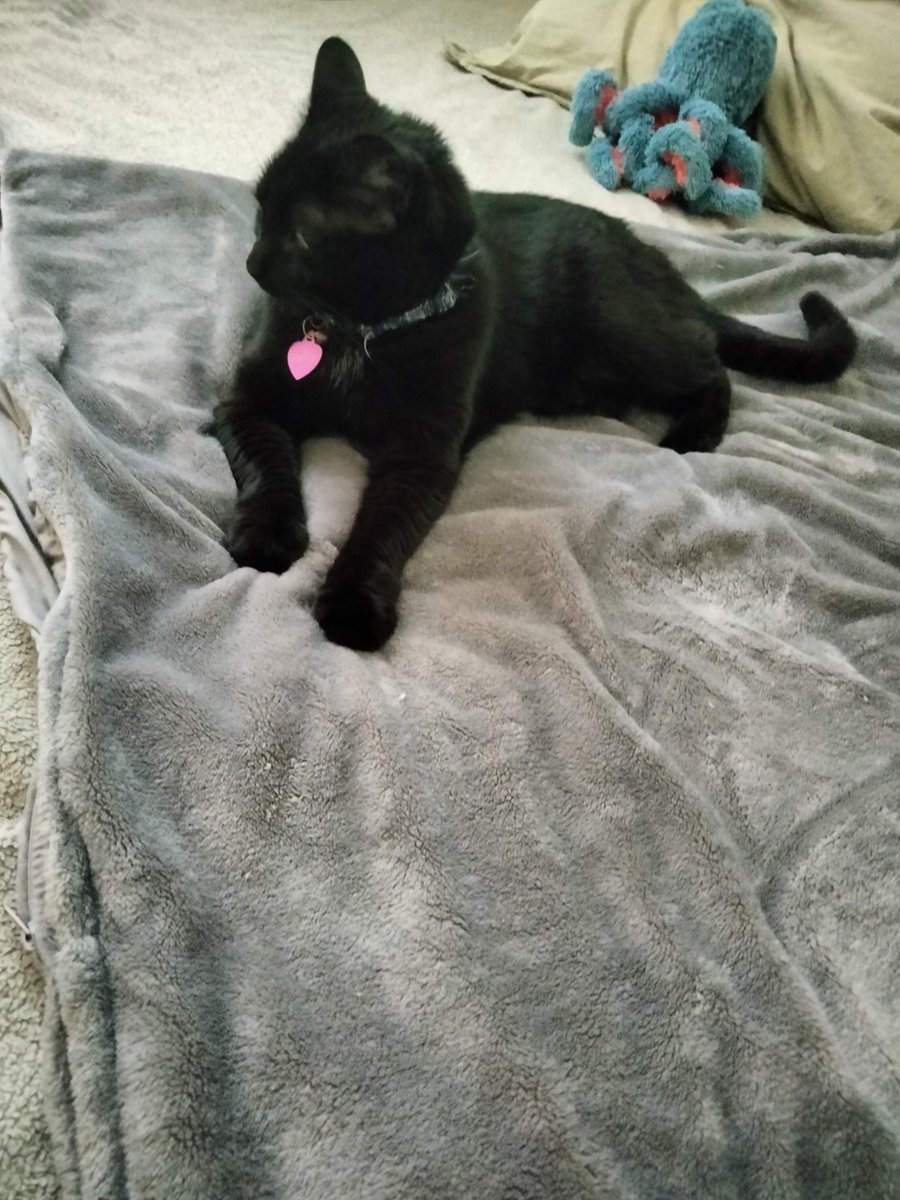 Delia68568853's tweet photo. Queen Lucy Of The Void, has claimed my bed as her Throne once more.
#CatsOfTwitter
#BlackCat
#BedThief https://t.co/k8wpsRX4Mu