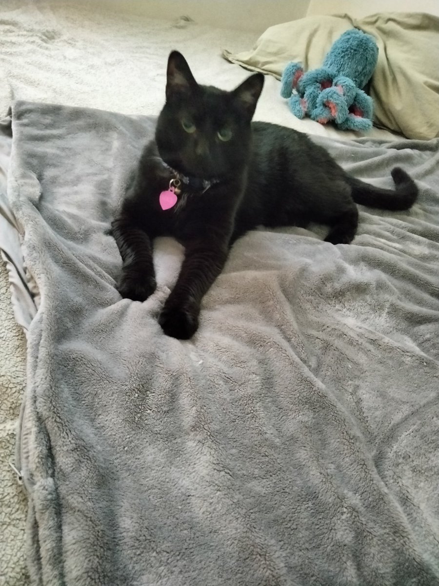 Delia68568853's tweet photo. Queen Lucy Of The Void, has claimed my bed as her Throne once more.
#CatsOfTwitter
#BlackCat
#BedThief https://t.co/k8wpsRX4Mu