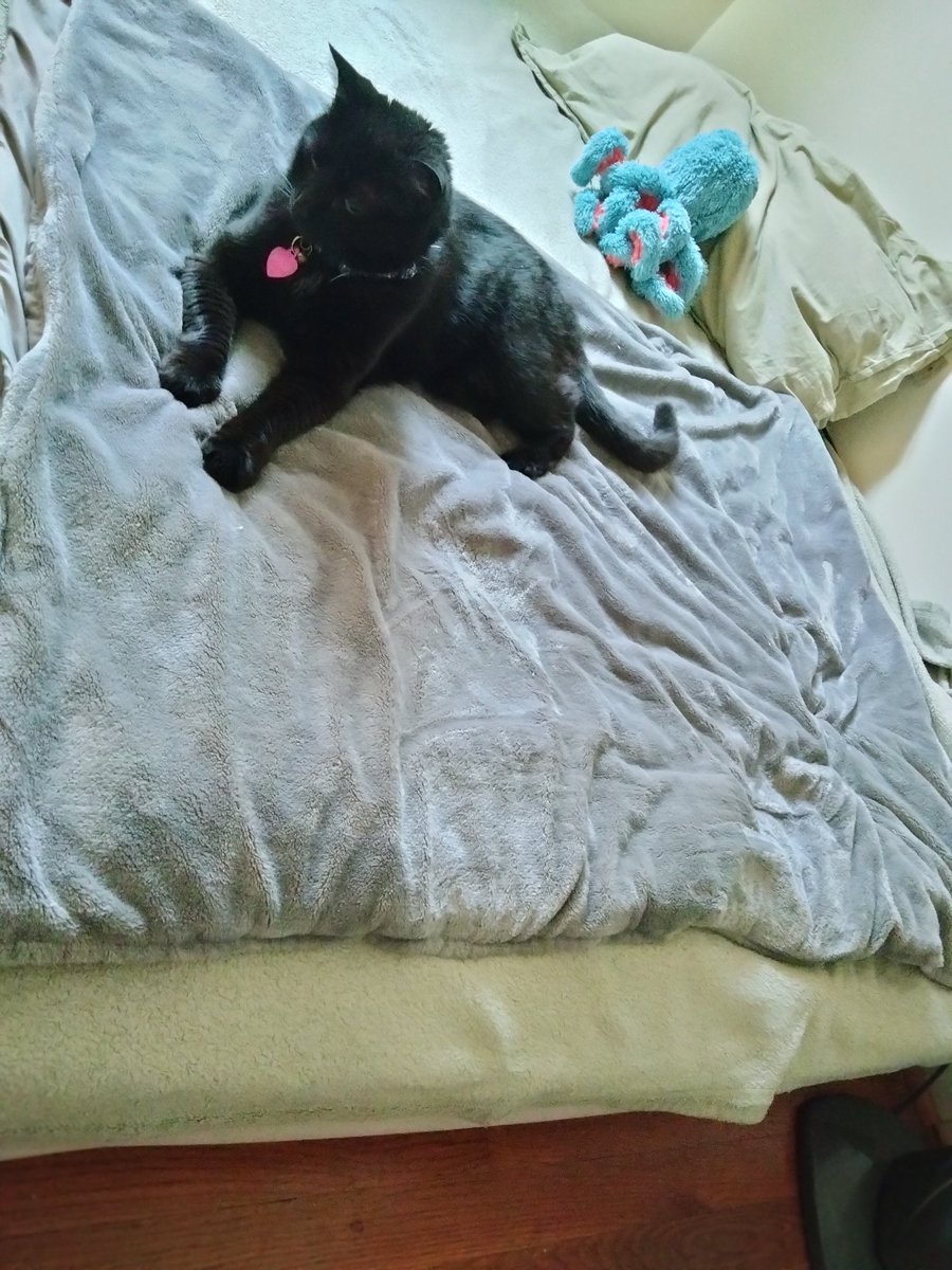 Delia68568853's tweet photo. Queen Lucy Of The Void, has claimed my bed as her Throne once more.
#CatsOfTwitter
#BlackCat
#BedThief https://t.co/k8wpsRX4Mu