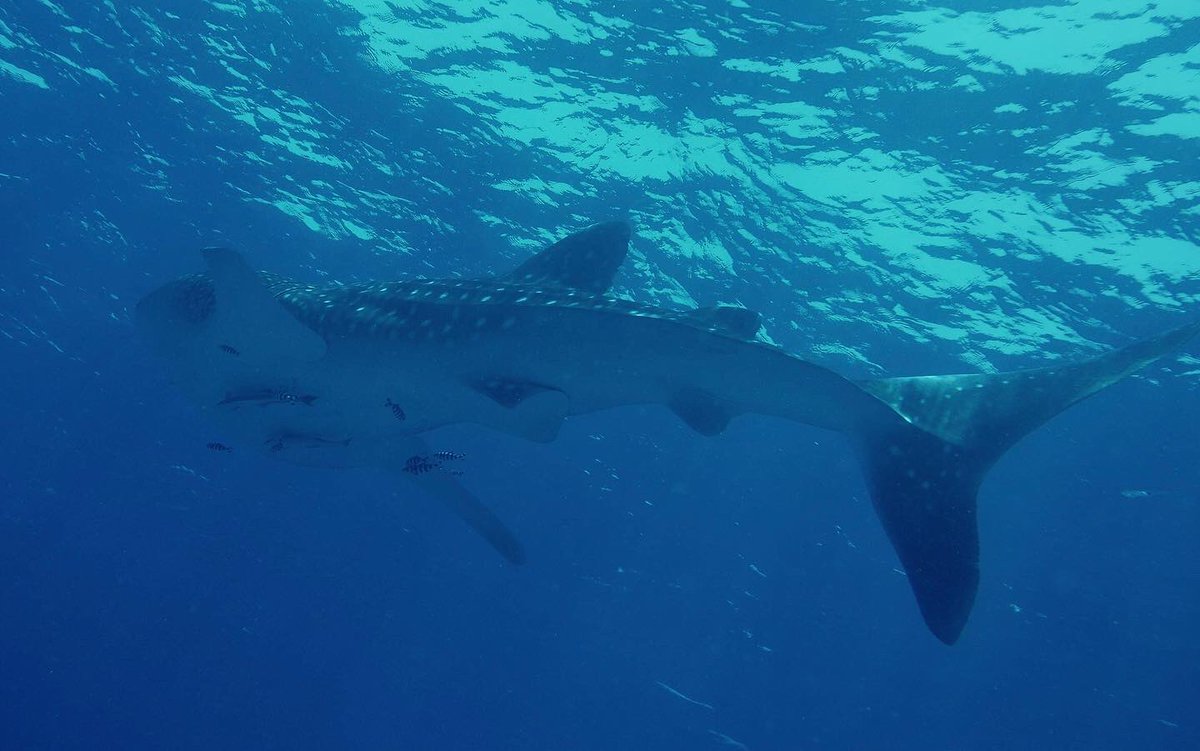 circle_divers's tweet photo. 🐋WHALE SHARK 🐋
Our lucky divers on Sehss today with Hamada and Fahdy have been so happy  to see this fantastic whale shark 😃

Thank you Sabina for sharing with us your pictures and video 📸
#whaleshark #diving #Rasmohamed #sharmelsheikh #redsea https://t.co/cQ4iWhCRAt