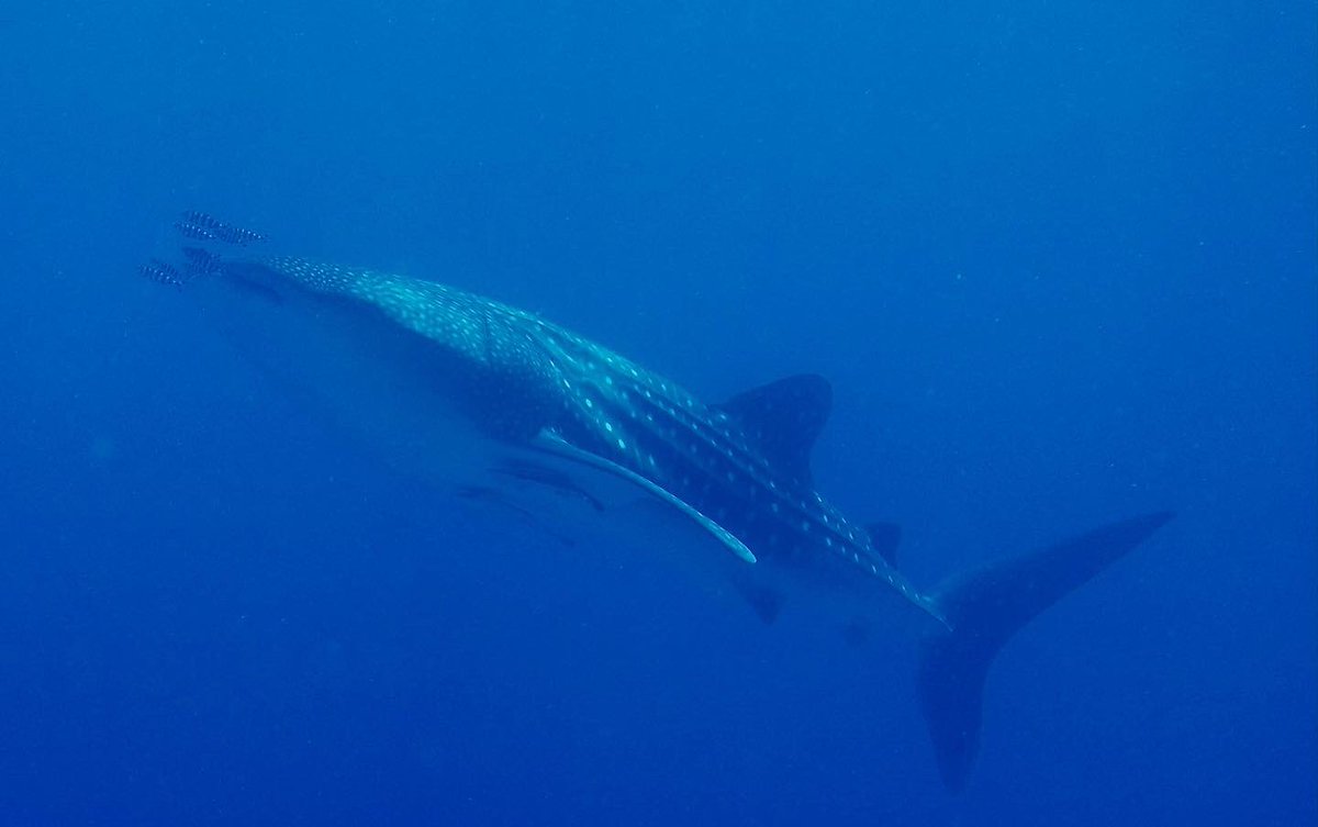 circle_divers's tweet photo. 🐋WHALE SHARK 🐋
Our lucky divers on Sehss today with Hamada and Fahdy have been so happy  to see this fantastic whale shark 😃

Thank you Sabina for sharing with us your pictures and video 📸
#whaleshark #diving #Rasmohamed #sharmelsheikh #redsea https://t.co/cQ4iWhCRAt