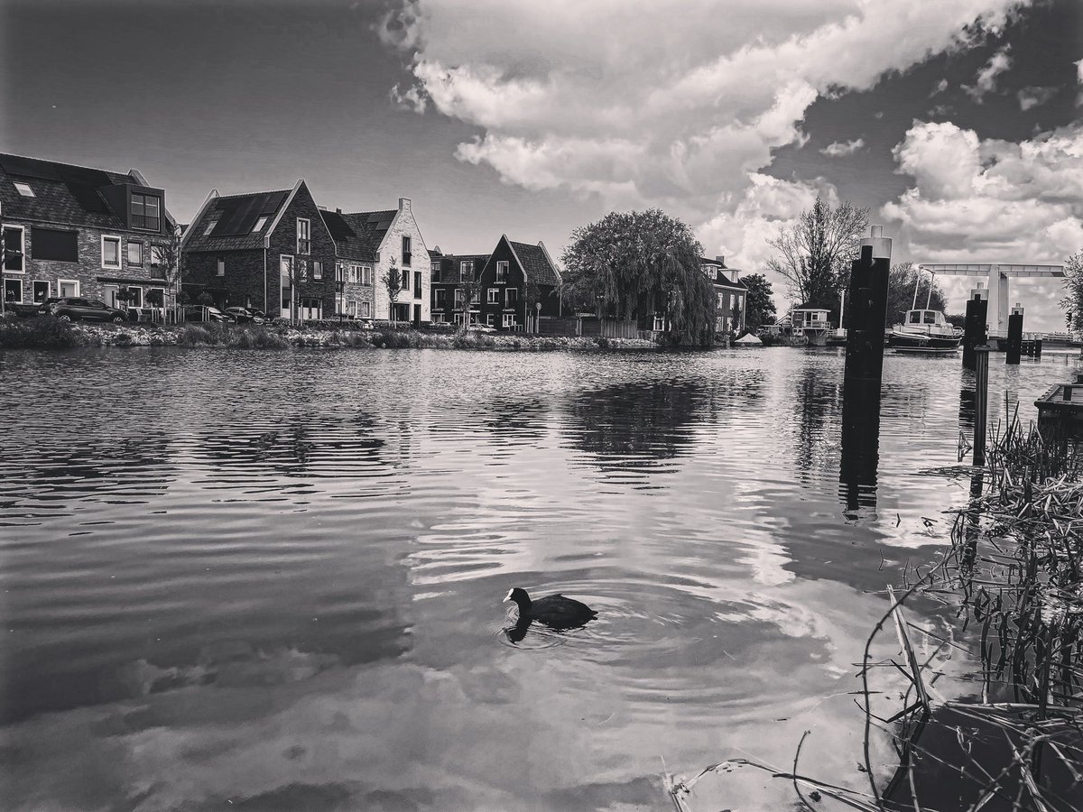 A lonely duck in a canal #canalphotography #photography #blackandwhitephotography #fotografia #fotografie #bnwphotography