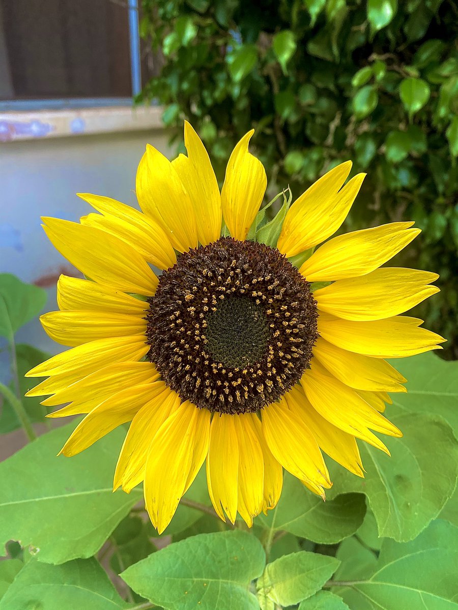 I saw this flower today and I had to take a picture. Nature is beautiful.