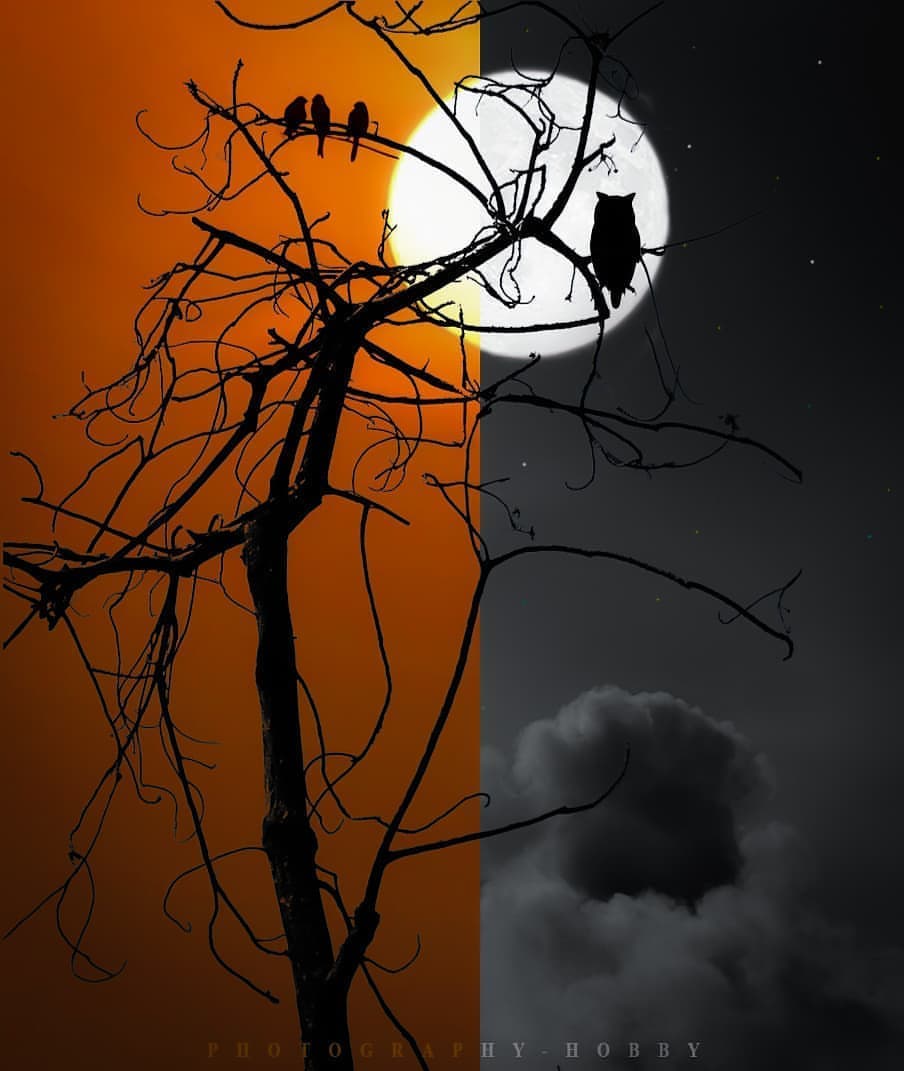 Which one is best,..?Day/Night
 #photoshop #magnificentvisuals #manipulationedit #beyondsurreal #manipulative #nsbpicture #manipulationclan #psduniverse #digitalmanipulation #imagemanipulation #photomanipulation #tree #naturephotography