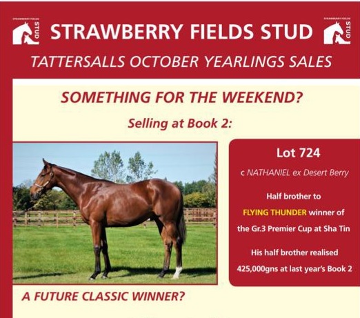 FieldsStud's tweet photo. https://t.co/oAyzFRfNGL The word is out!! Strawberry Fields Stud bred Desert Crown a strong fancy for the Derby, small matter of the Dante to contend with first!! @newsellspark @rpbloodstock @Tattersalls1766 #book2bargain #strawberryfieldsstud https://t.co/54eUTndMXQ