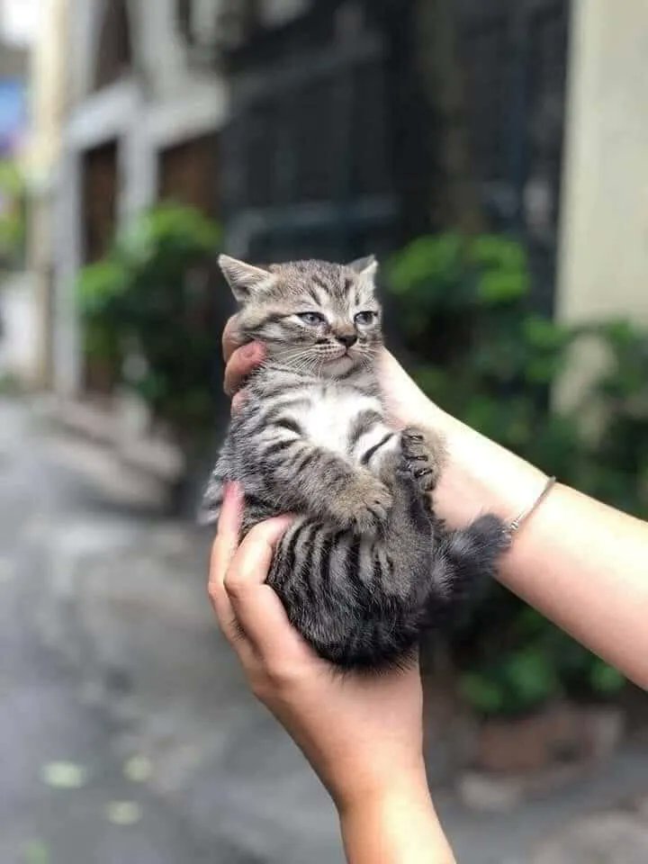 TranslatedCats's tweet image. Eyes express the feeling.