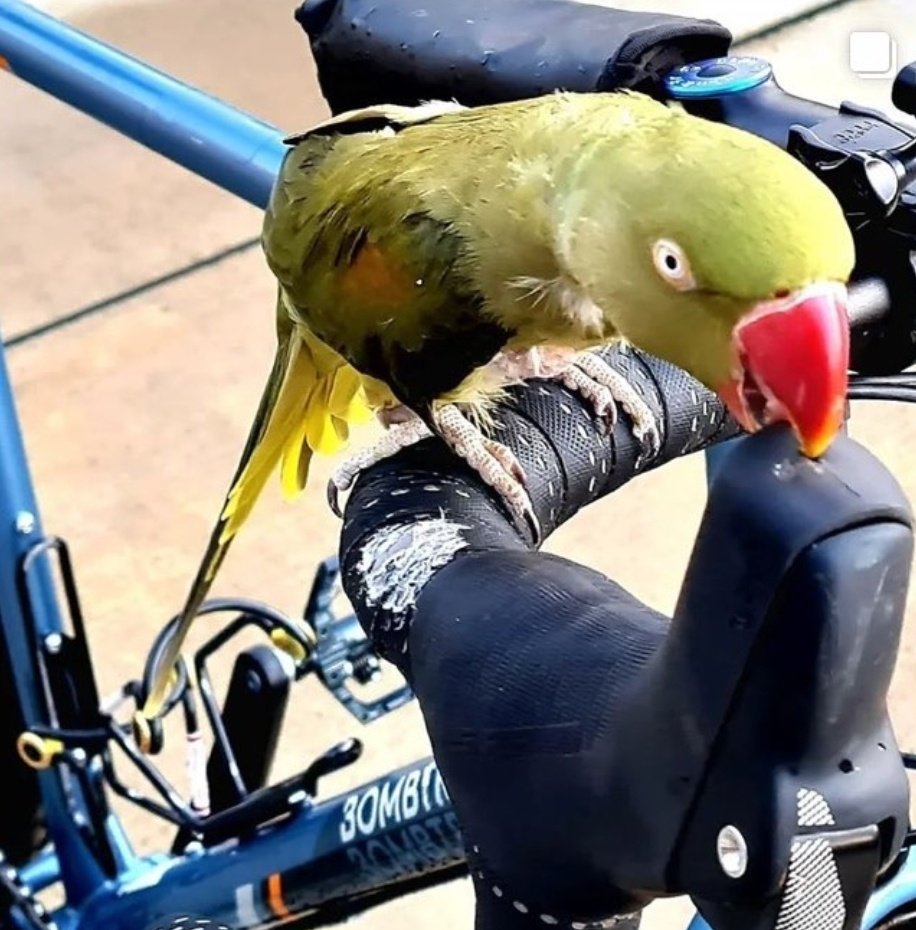 SpiritofTT's tweet photo. @Monsieur_Lu @Culass_fr C'est clair! Mais vu la taille, ça fait à peine une entrée ce truc..  une plaie ouverte ces oiseaux 😅 https://t.co/ZWTtEBIdAc