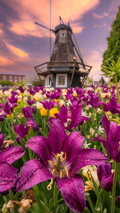 BenFordPhotos's tweet photo. New artwork for sale! - "Tulip Festival In Pella Iowa" - https://t.co/diFljOUgVd @fineartamerica https://t.co/UQ6zZzFX1a