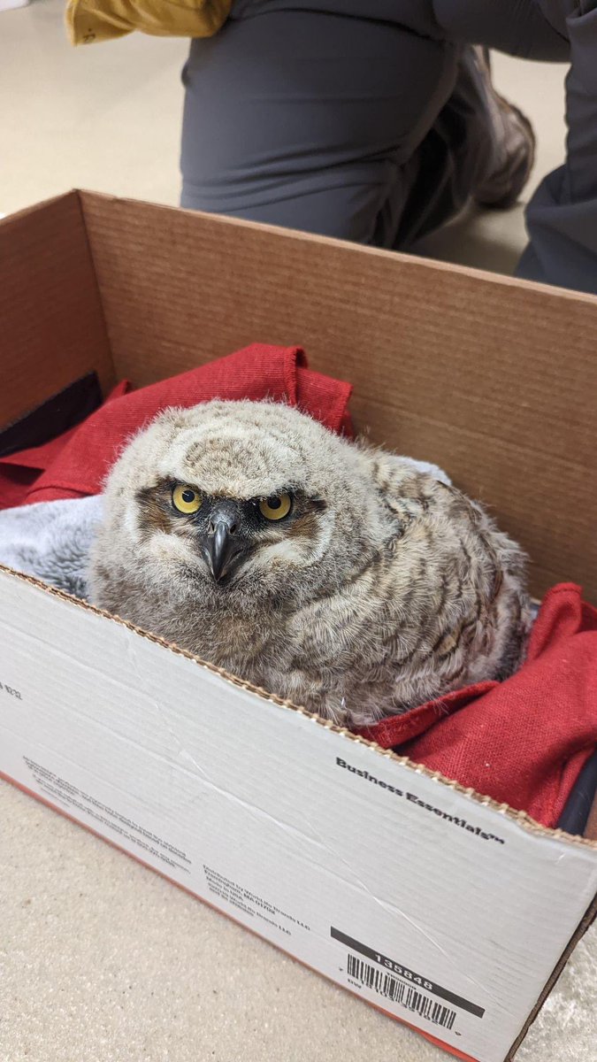 BRWildlifeCtr's tweet photo. POV: you've just admitted a great-horned owlet and open the box excitedly, only to find that the feeling is NOT mutual... https://t.co/9uA4HYe57f