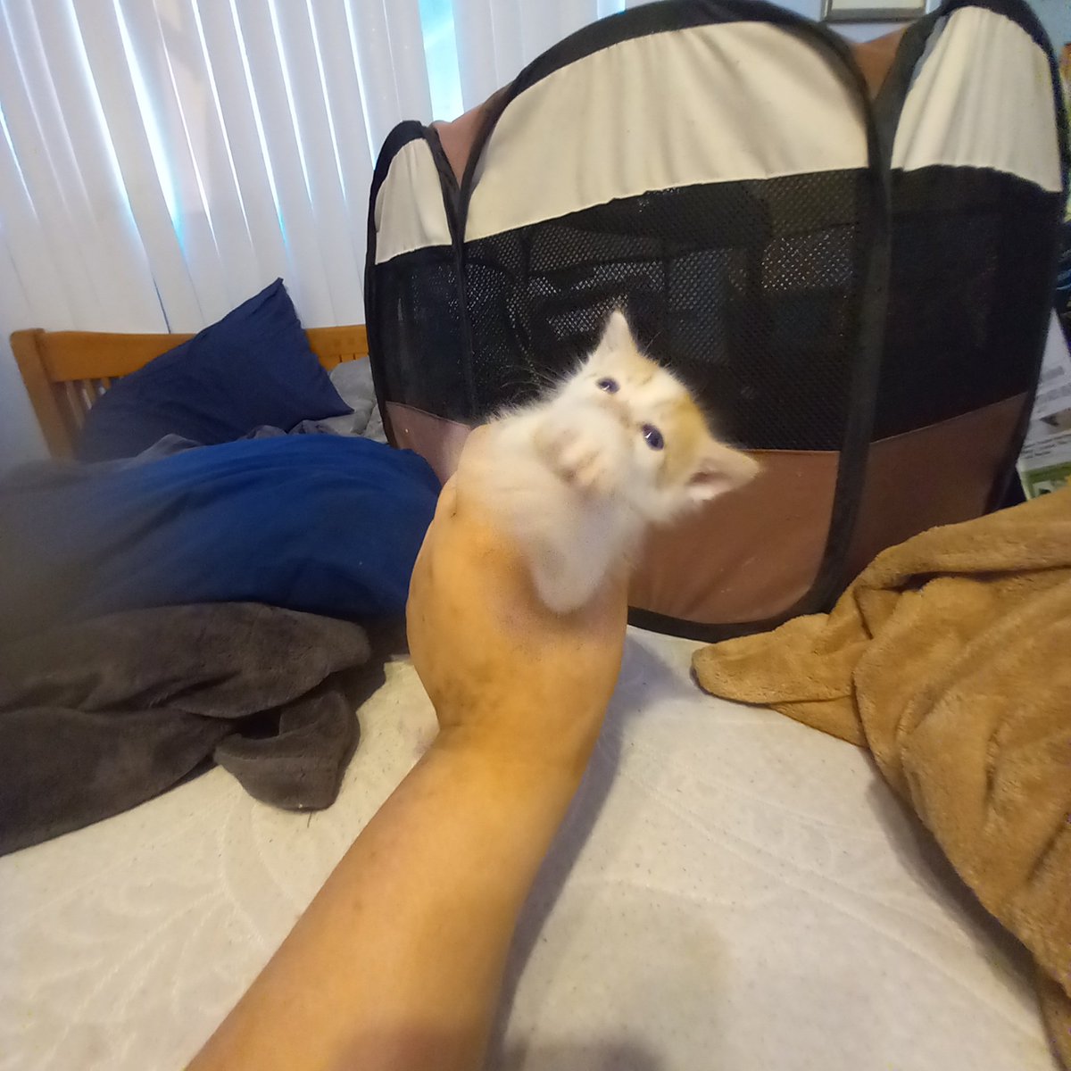 NickolasWebber's tweet photo. @elonmusk The cat is full of uranium https://t.co/8mknQyIpOo