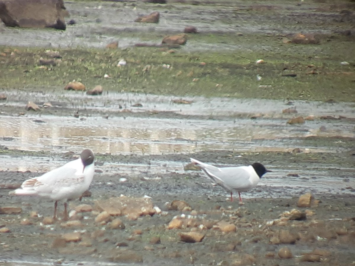 Matt Jackson (@matttkj) on Twitter photo Distant Temminck's stint in the heathaze at Letham pools today, found by <a href="/Jackster45678/">Jacqui Herrington</a>. Also smart adult Little gull and male Marsh harrier briefly passed through <a href="/FifeBirdNews/">FifeBirdNews 🔭™️</a> Distant Temminck's stint in the heathaze at Letham pools today, found by <a href="/Jackster45678/">Jacqui Herrington</a>. Also smart adult Little gull and male Marsh harrier briefly passed through <a href="/FifeBirdNews/">FifeBirdNews 🔭™️</a>
