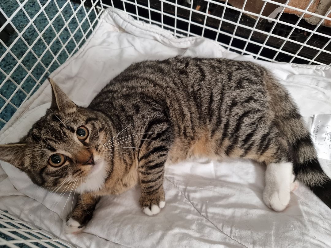 BCWRkittens's tweet photo. 7 months old Tilly arrived at BCWR on Wednesday, late at night after the owner contacted us. The owner reported that he thought she had a broken leg and was unable to provide the veterinary care that she needed... https://t.co/B4xxZPoDFZ