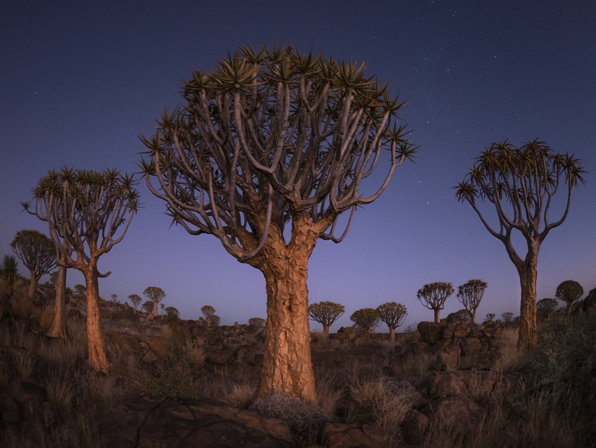 djflore's tweet photo. Am full of love for these amazing Quiver Trees - this is one of the very few natural forests in the world, in Namibia 🇳🇦. They’re said to bring good luck to anyone who nurtures them. I definitely would. #visitnamibia #namibia #namibiatourism #quivertree https://t.co/srVbx5FSHd