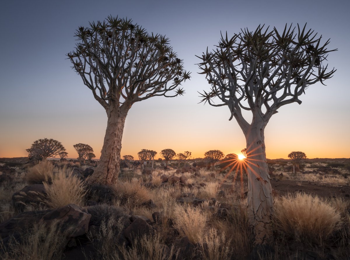 djflore's tweet photo. Am full of love for these amazing Quiver Trees - this is one of the very few natural forests in the world, in Namibia 🇳🇦. They’re said to bring good luck to anyone who nurtures them. I definitely would. #visitnamibia #namibia #namibiatourism #quivertree https://t.co/srVbx5FSHd