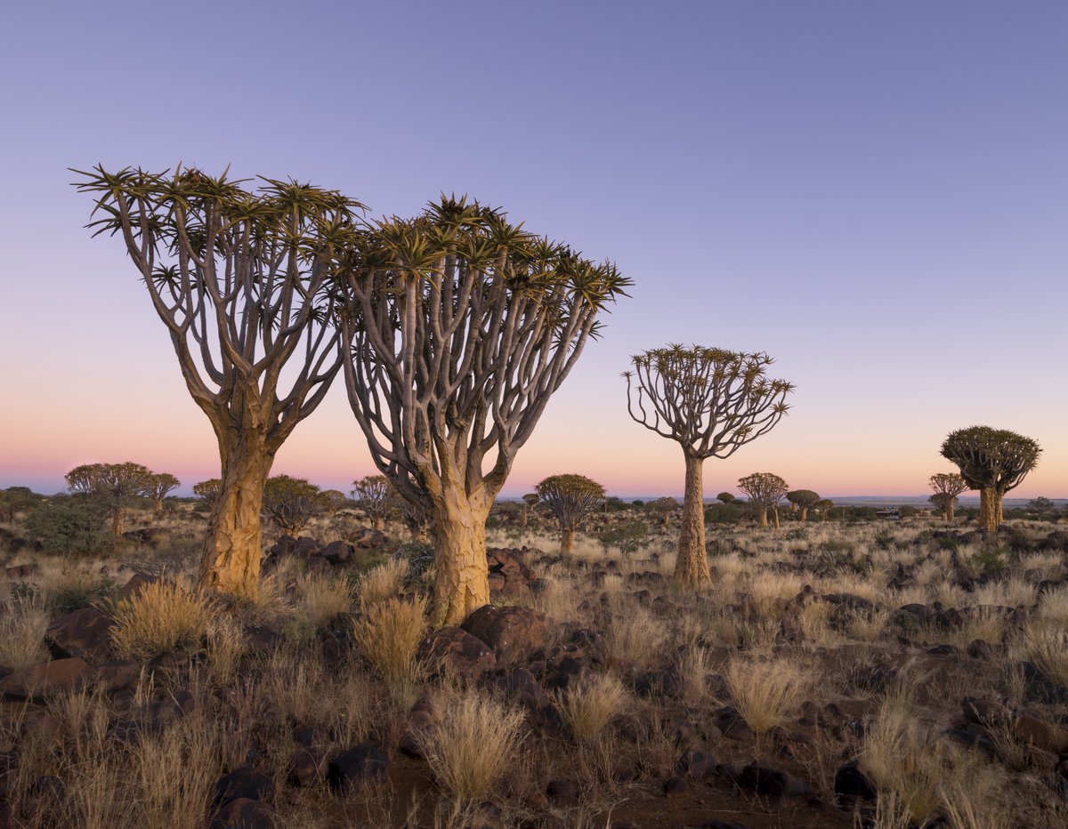 djflore's tweet photo. Am full of love for these amazing Quiver Trees - this is one of the very few natural forests in the world, in Namibia 🇳🇦. They’re said to bring good luck to anyone who nurtures them. I definitely would. #visitnamibia #namibia #namibiatourism #quivertree https://t.co/srVbx5FSHd