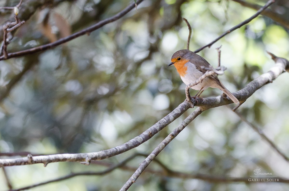 peranera's tweet photo. Pit-roig (Erithacus rubecula)
 #ocells #Pitroig #paporrubio #txantxangorria #Petirrojo #Robin #NaturePhotography  #nature #Nikon #Sigma https://t.co/cxMItz1nFo
