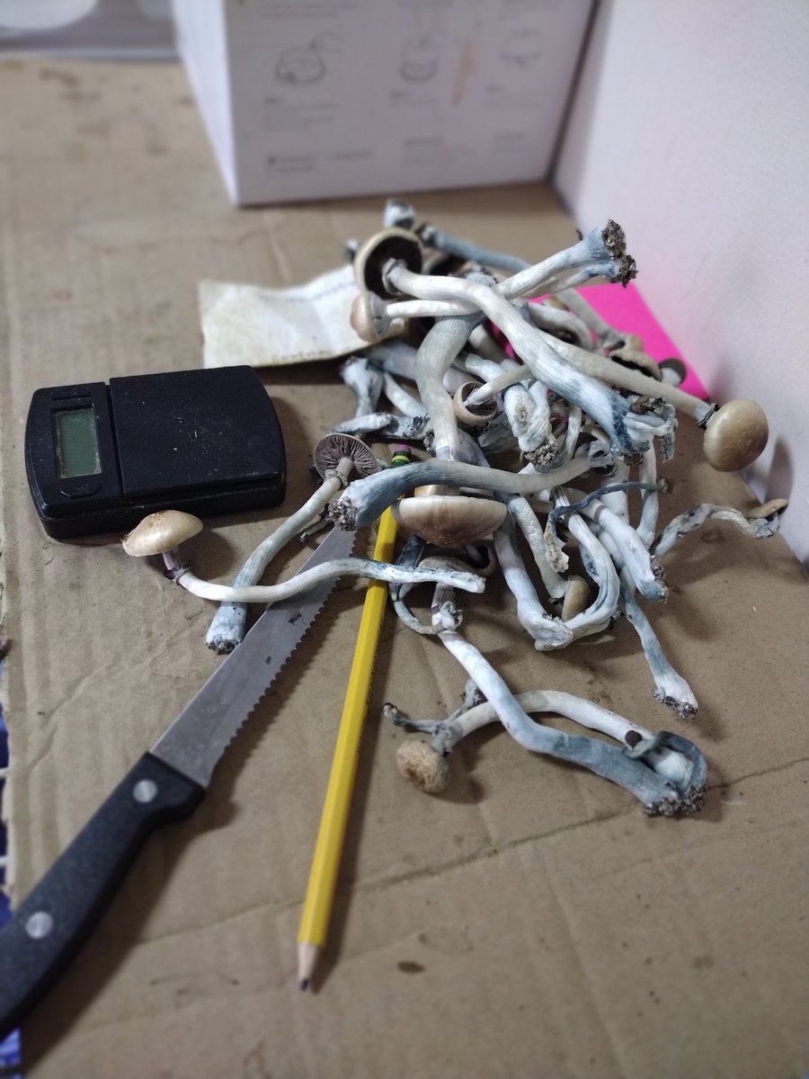 i8magicmushroom's tweet photo. Me & my wife are going on a record breaking trip tomorrow... πOh BoyβΌοΈππ¨πΎβππ©πΏβππΈπ#shrooms #trippy #psilocybin #lsd #dmt #psychedelics #miketyson #thetoad https://t.co/nrwZNpHIeS