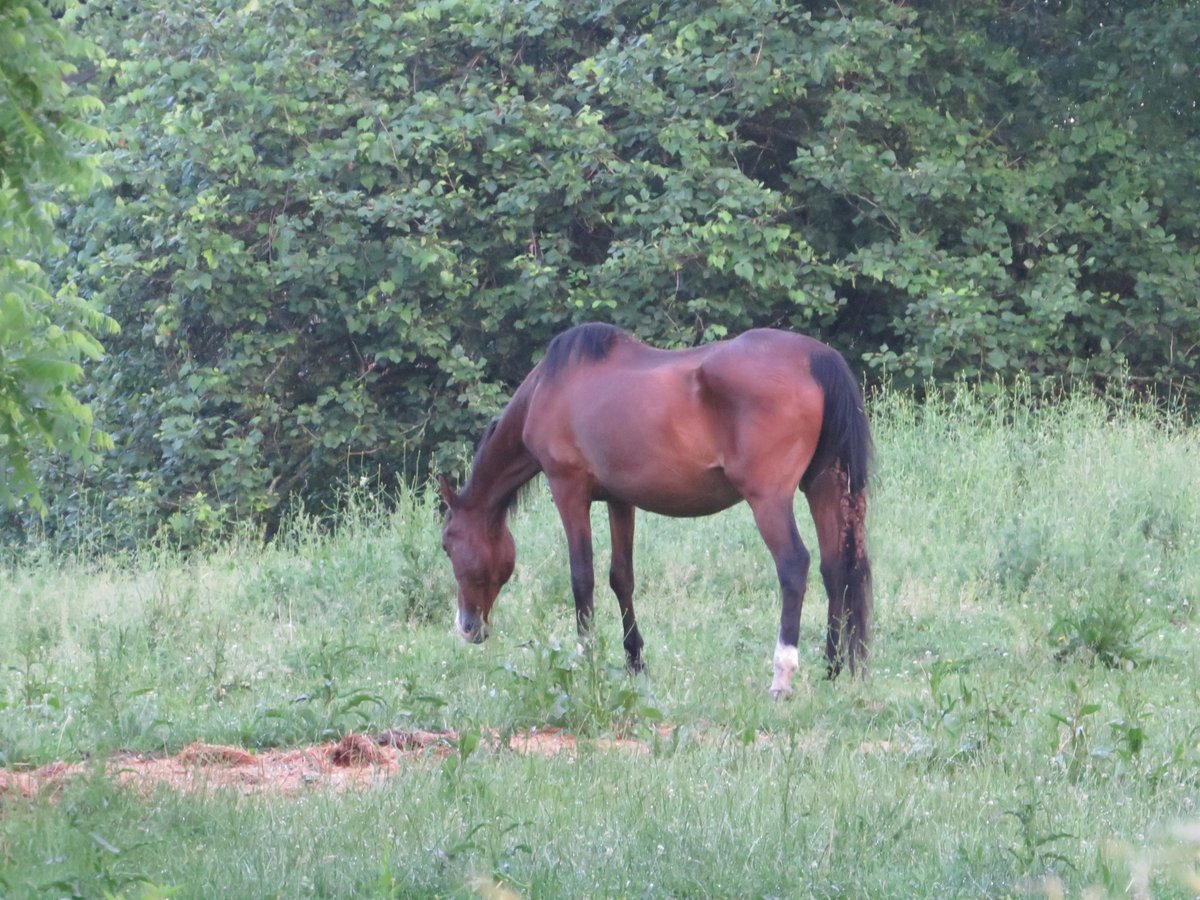 PLKlein_Author's tweet photo. "I'm so busy I don't know whether I found a rope or lost a horse." ~ #MarkSchaefer #SaturdayMotivation #ThinkBIGSundayWithMarsha #SaturdayThoughts #ThinkingOutLoud #QuickQuotes #Busy #Rope #Horse https://t.co/XU9zm3TQXq
