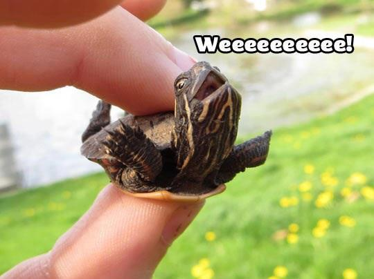 AilsaForshaw's tweet photo. #Wheeeeee! I'm Freeeeeee!!
#FreedomIsFun #turtles
#Freedom, Baby! https://t.co/TiwOdixwf1