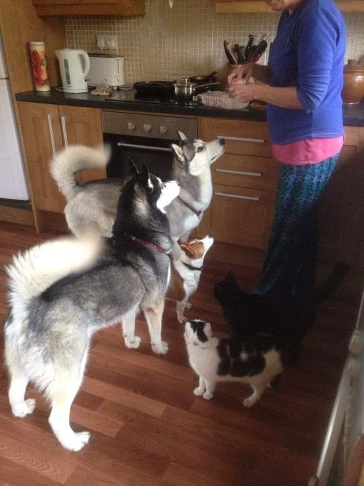 janeymcd23's tweet photo. Me ould Rio, Victor Meldrew, Grumpy Arse (Grumps for short), Wise Old Soul is not well... Have had so much loss in the past few yrs I'm not able. I don't want it to be 'time to let go' π’
#JustMeAndTheRi
#TheLadz
#family
#AdoptDontShop https://t.co/dMe0YpkKwt