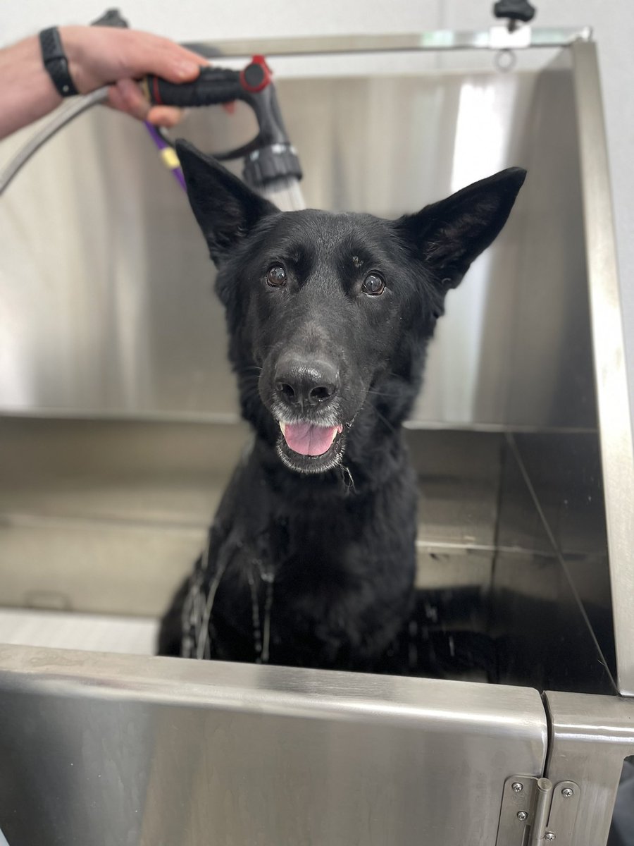 Bath time for the kids! Love spending time with them after a long week. The best self-care there is!🥰

Although wrestling a 100lb GSD for his bath isn’t quite as therapeutic😆🙃