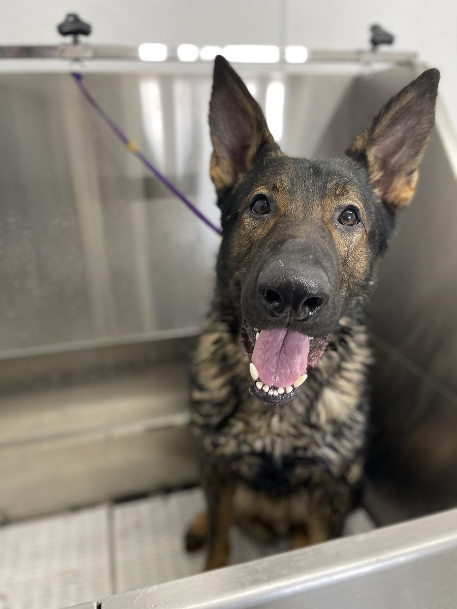 Reidaabook's tweet photo. Bath time for the kids! Love spending time with them after a long week. The best self-care there is!🥰

Although wrestling a 100lb GSD for his bath isn’t quite as therapeutic😆🙃 https://t.co/ZuXNICj0NS