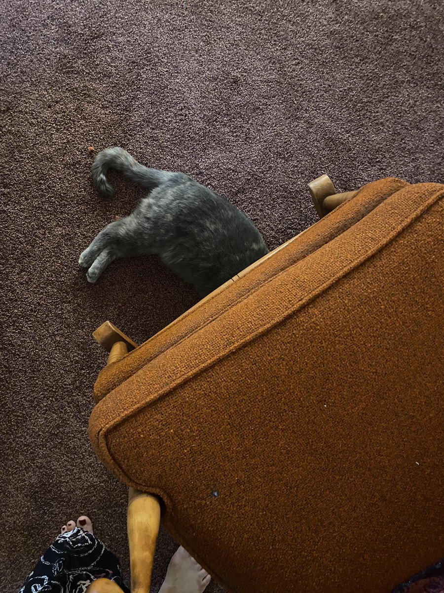 report_creatur3's tweet photo. Terrible at hiding #SWdispatch #creaturereport https://t.co/iifIo6xQiV