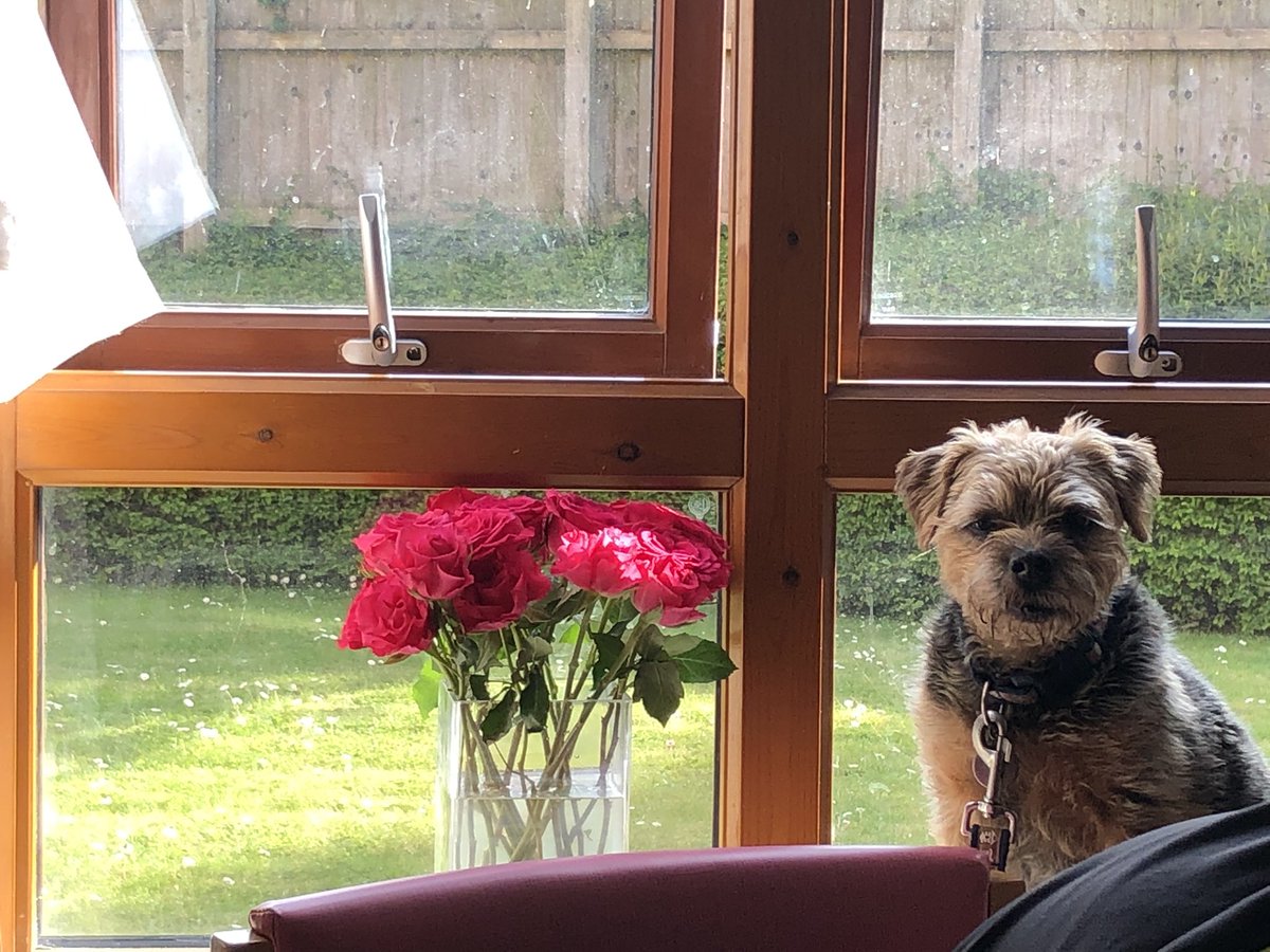 Sat on the window sill looking at Granny 💕