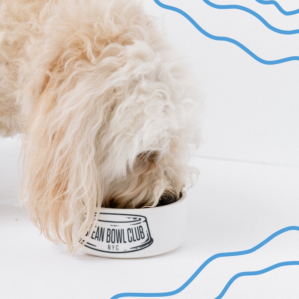 CleanBowlClub's tweet image. CBC's food works for dogs of all shapes and sizes to head over to get.cleanbowlclubnyc.com to get a free sample! 
#dogfood #healthydog #dogfoodie