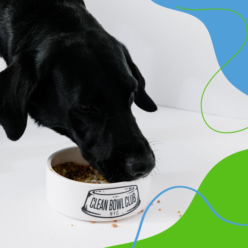 CleanBowlClub's tweet image. CBC's food works for dogs of all shapes and sizes to head over to get.cleanbowlclubnyc.com to get a free sample! 
#dogfood #healthydog #dogfoodie