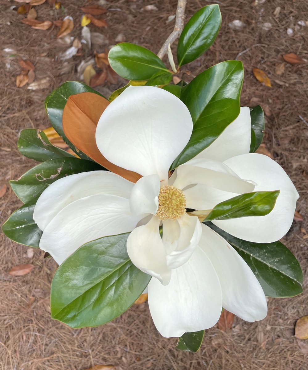 headofthehunt's tweet photo. Beautiful magnolia on our walk today! #NaturePhotography #magnolia #SpringInTheSouth https://t.co/jvszTs8Gpz