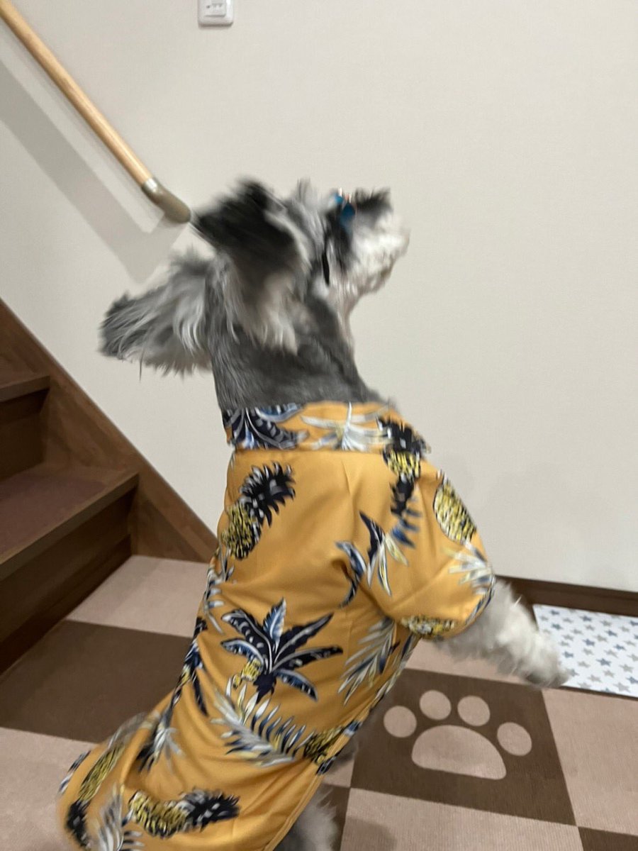 bnt_6262's tweet photo. パイナップル🍍アロハ🤙
#アロハ
#犬のサングラス
#ろいたん
#あろたんろいたん
#ミニチュアシュナウザー
#パイナップル https://t.co/DhqNRYL8O8